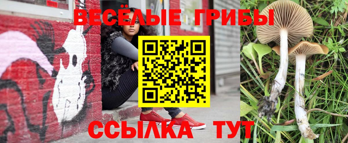 Псилоцибиновые грибы Cubensis Моршанск